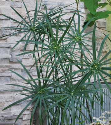 Cyperus papyrus - šáchor pravý